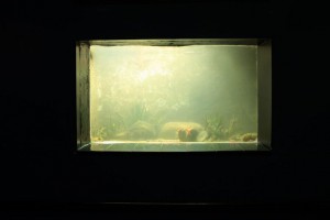 aquarium02