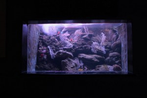 aquarium05