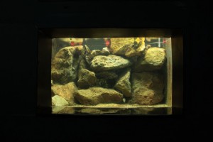 aquarium11